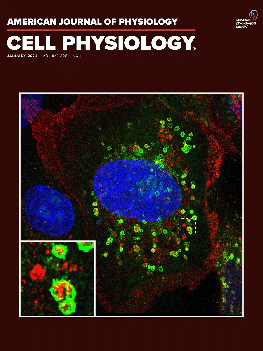 Forsidebillede i AJP – Cell Physiology baseret på forskning i AQP2‑shuttling visualiseret med 4.5× expansion microscopy, 2024